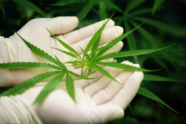 Green leaf of marijuana in a hand, marijuana plant close up